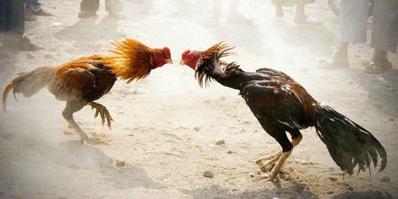 Chiến kê dũng mãnh trong trận Đá Gà Hi 88