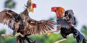 Trận đấu kịch tính tại sảnh Đá Gà Hi88