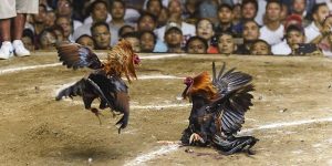 Trường gà Thomo với khán đài hiện đại, thu hút anh em cược thủ